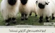 گوسفندهای بامزه  شبیه به شخصیت های کارتونی+عکس