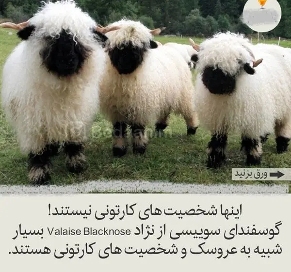 گوسفندهای بامزه  شبیه به شخصیت های کارتونی+عکس