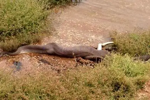 لحظاتی وحشتناک از بلیعده شدن یک کروکودیل درسته توسط مار +عکس