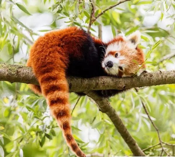 پاندای سرخ+عکس