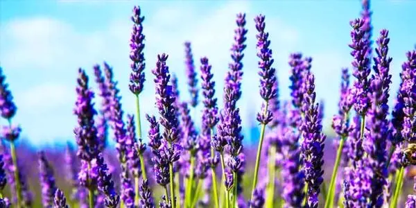 حمایت از کشت گیاهان دارویی در راستای افزایش بهره وری آب کشاورزی در استان از برنامههای اولویت دار وزارت جهاد کشاورزی