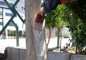 کاهش چشمگیر درختان رو به زوال در مرکز شهر تهران 

