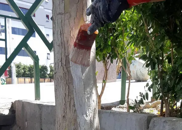 پیش گیری از خزان زود رس درختان چنار در محله های مرکزی شهر تهران

