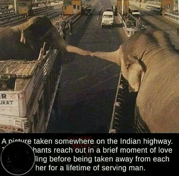 خداحافظی دردناک دو فیل از یکدیگر+عکس