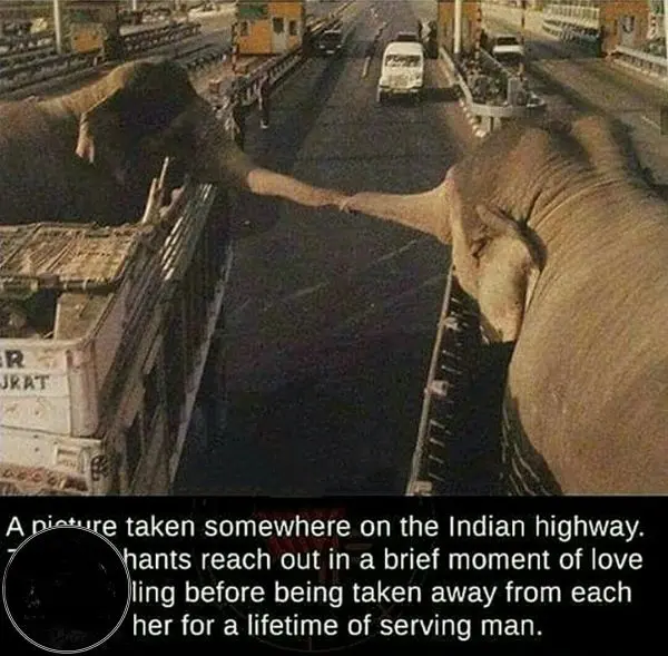 خداحافظی دردناک دو فیل از یکدیگر+عکس