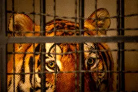 باغ وحشها ستارهدار میشوند