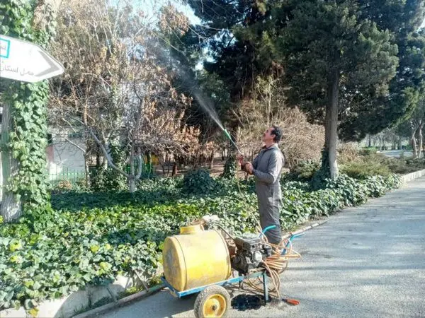 درختان منطقه 19 برای مقابله با آفات و بیماری ها روغن پاشی می شوند