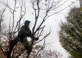 میدان صنعت با المان طاووس مزین به گل، چهره بهاری گرفت