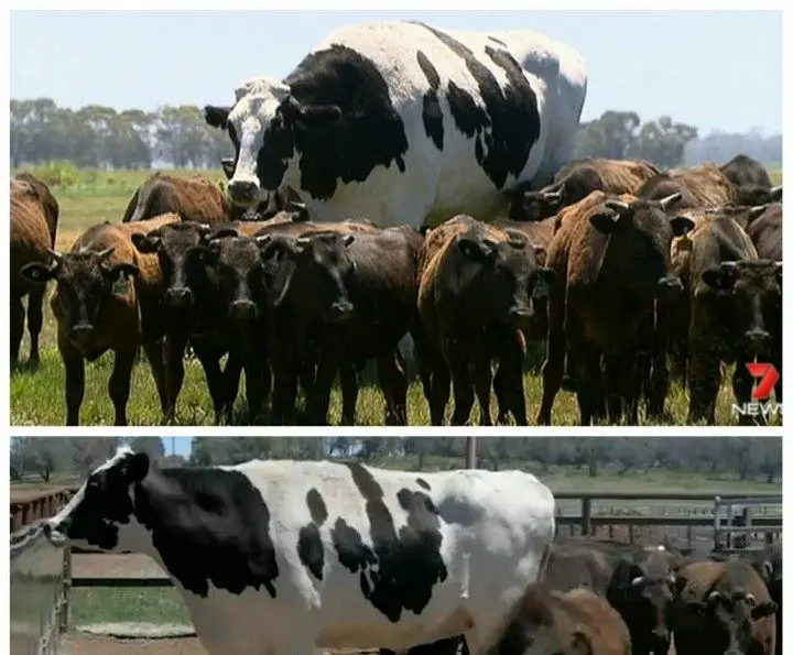 بزرگترین گاو دنیا با وزن1400 کیلوگرم +عکس