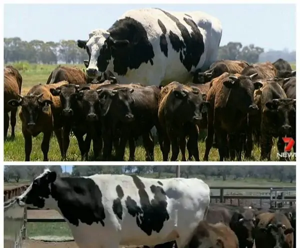 بزرگترین گاو دنیا با وزن1400 کیلوگرم +عکس