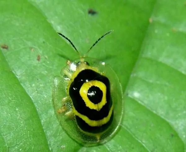 زیباترین سوسک جهان+عکس