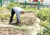 کاشت سبزیجات و محصولات ارگانیک در 4 مزرعه خانواده منطقه 15