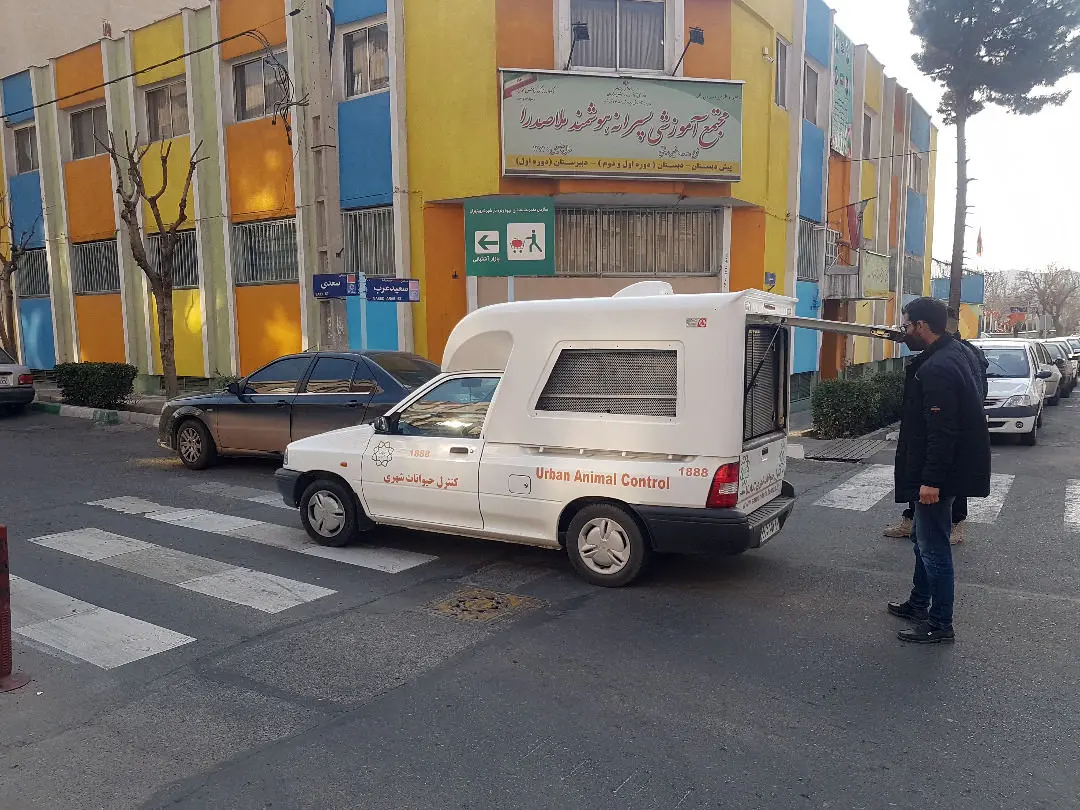 زنده گیری سگ های بلاصاحب در محدوده منطقه۱۳ 