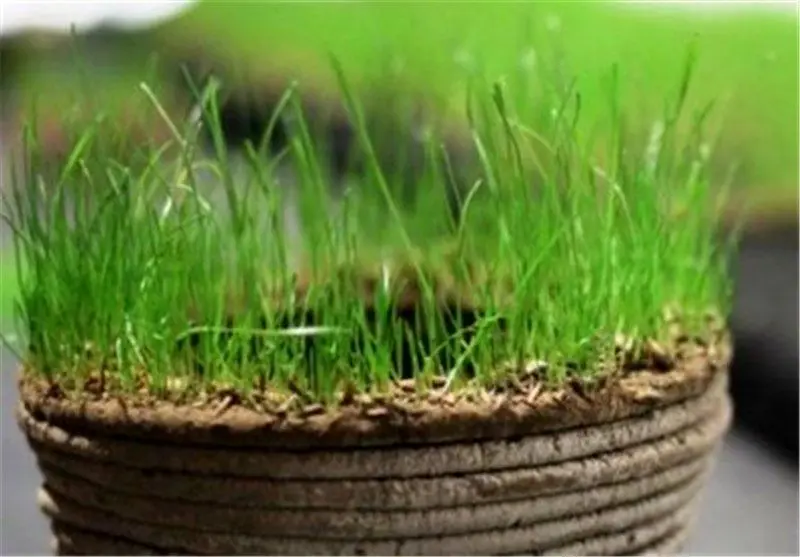 سبزه عید سبز کنیم یا نه؟
