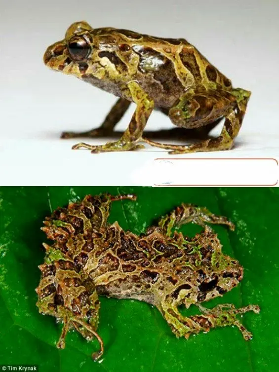 قورباغه ای که روی بدنش خار دارد+عکس