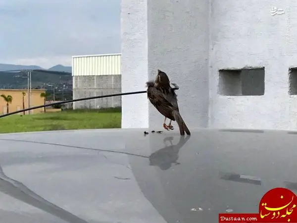 آخرین پرواز! +تصاویر