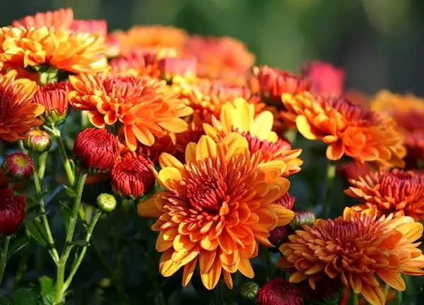 معرفی 800 رقم جدید گل داوودی از سوی محققان کشور