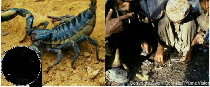 مخدری به نام عقرب+عکس