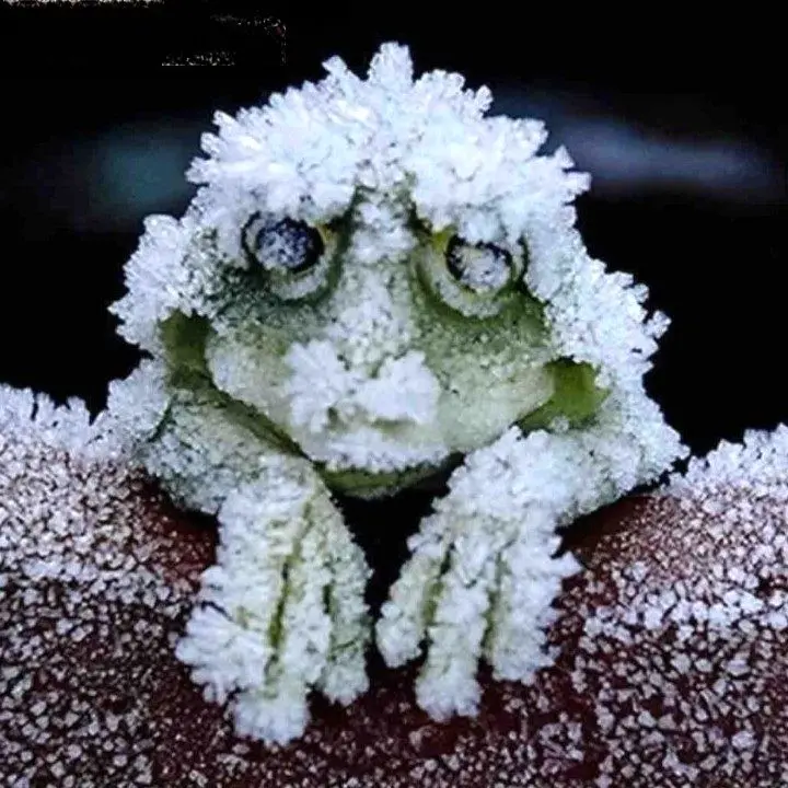 قورباغه ای که در زمستان منجمد می شود+عکس