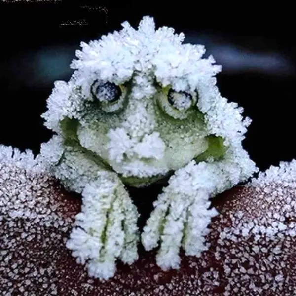 قورباغه ای که در زمستان منجمد می شود+عکس