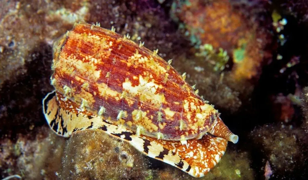 سمی ترین جاندار روی کره زمین+عکس