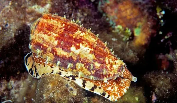 سمی ترین جاندار روی کره زمین+عکس