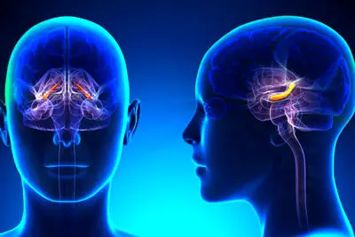 اینترنت با مغز چه می‌کند؟