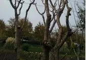 ارائه خدمات بهداشتی، درمانی و پایش سلامت گروه های جهادی در چهار نقطه از منطقه 19

