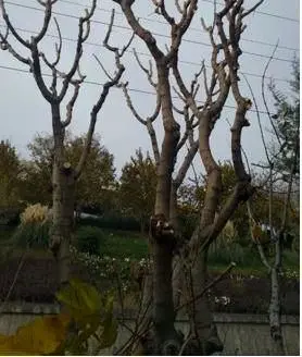 عملیات هرس زمستانه درختان بزرگراه شهید همت  