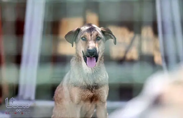شرایط واگذاری سگ های بدون صاحب به شهروندان
