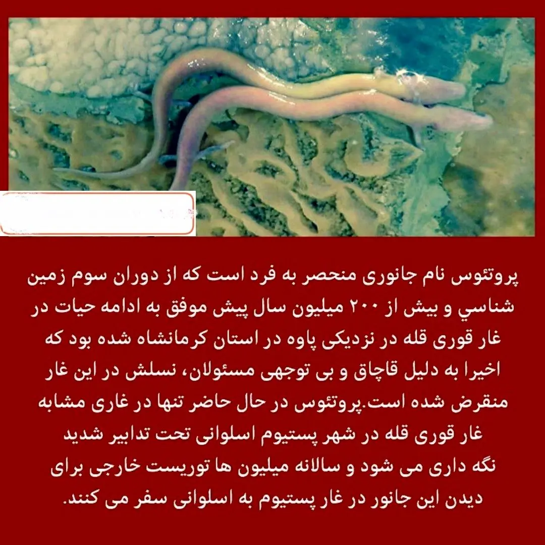 انقراض تنها جانور باقیمانده از دوران ماقبل تاریخ در ایران+عکس