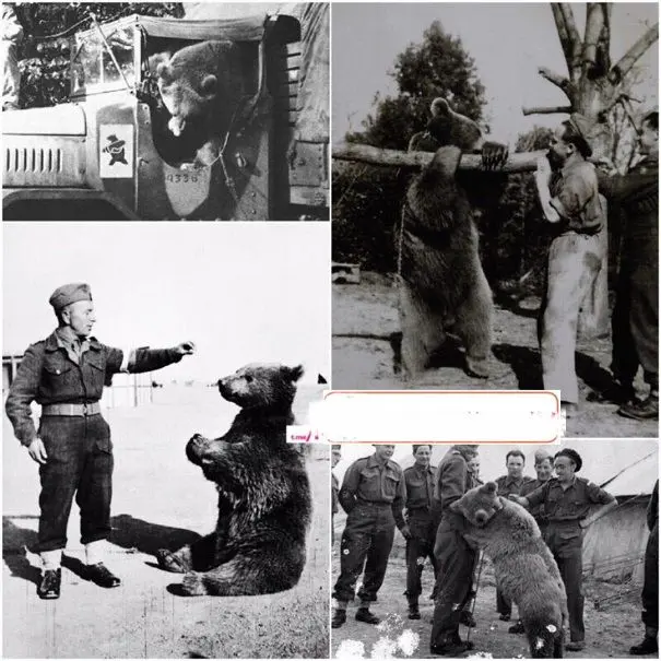 خرسی که در جنگ جهانی با لهستانى ها همراه بود+عکس