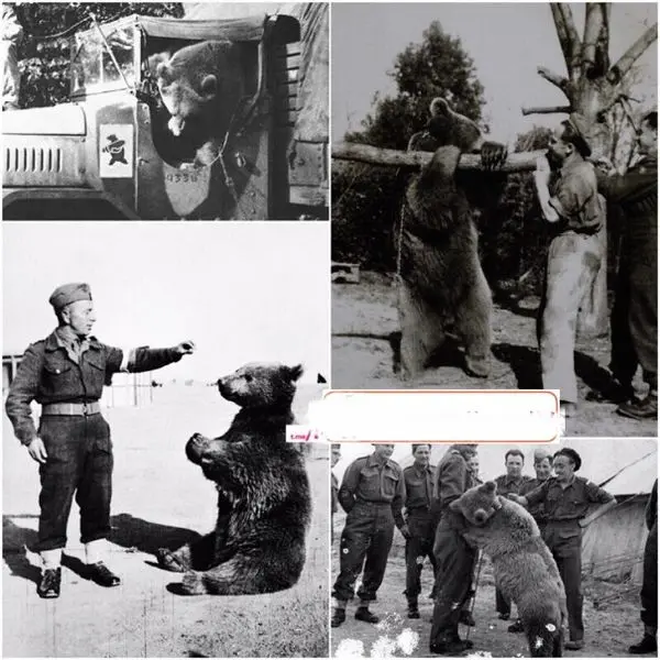 خرسی که در جنگ جهانی با لهستانى ها همراه بود+عکس