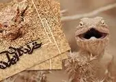 «زندگی پس از زندگی» با شبکه الکوثر