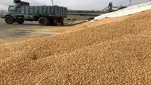 کشف مقدار بیش از 15 تُن ذرت دامی از یک شرکت تولیدی مواد غذایی در قم
