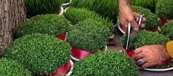 اجرای پویش زیباترین سبزه زیست محیطی در دارالمومنین طهران 