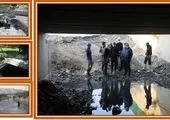 اجرای طرح ضربتی مبارزه با حیوانات موذی در معابر منطقه2