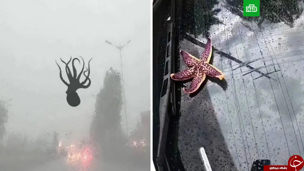 
بارش جانوران دریایی از آسمان چین + تصاویر
