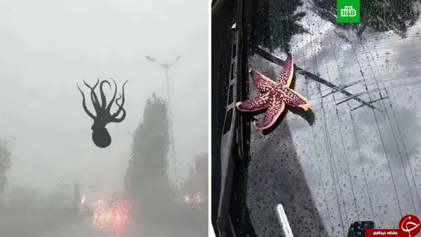 
بارش جانوران دریایی از آسمان چین + تصاویر
