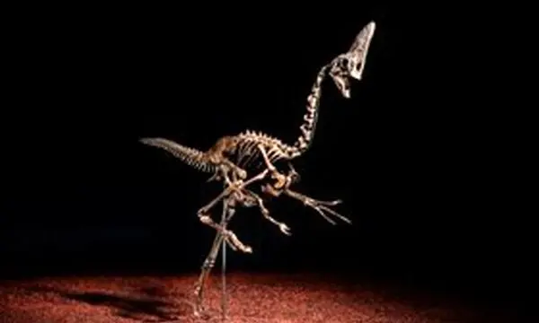 اسکلت نادر دایناسور ۶۸ میلیون‌ساله در کریستیز لندن

