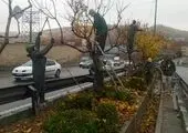 درختان منطقه دو آماده خواب زمستانی می شوند