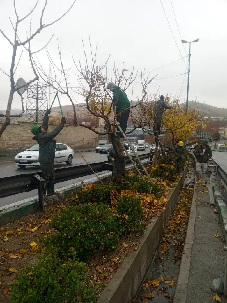 درختان منطقه2 تهران آماده خواب زمستانی شدند

