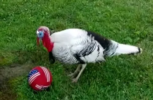 بوقلمونی که علاقه زیادی به توپ فوتبال دارد + عکس