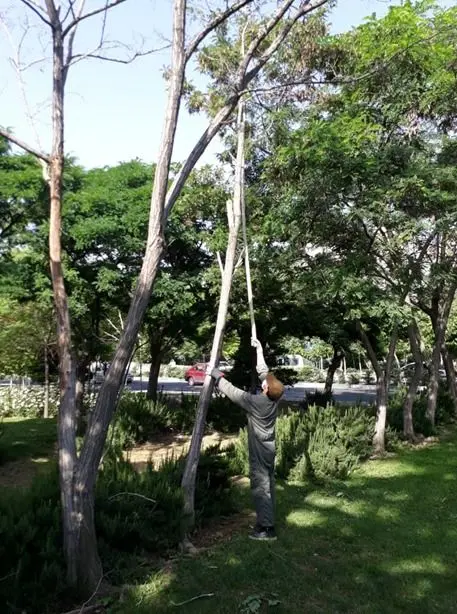 علف زنی درختان شمال شرق پایتخت برای پیشگیری از آتش سوزی های احتمالی

