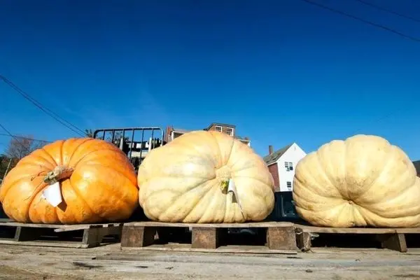 جشنواره های کدو تنبل+عکس