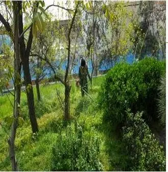 "ایجاد خط آتش بر" در عرصه های جنگل کاری منطقه سه تهران

