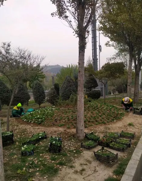 بیش  از 500 هزار مترمربع فضاهای سبز منطقه4 بازپیرایی شد