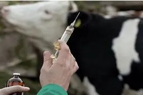 ۴۰۰ هزار حیوان گزیدگی در سال