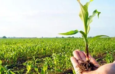 ضرورت بیمه محصولات کشاورزی در استان مرکزی