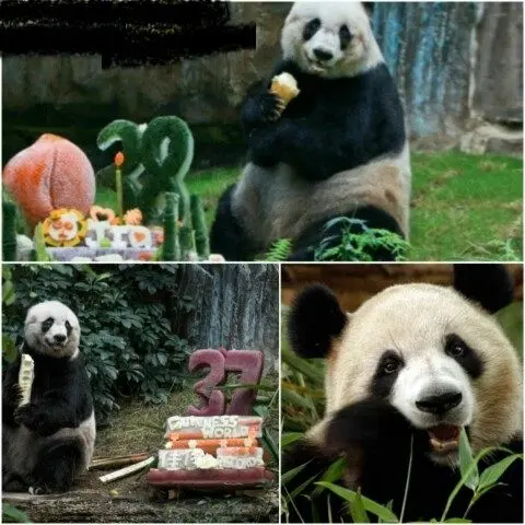 پیرترین پاندای جهان+عکس